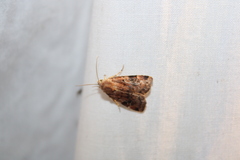 Cryptocala acadiensis