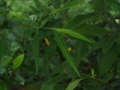 Microstegium vimineum