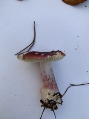 Russula sanguinea