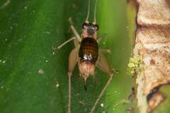 Trigonidium parinervis