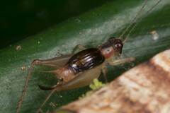 Trigonidium parinervis