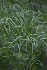 Peucedanum morisonii