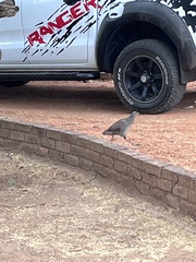 Pternistis natalensis