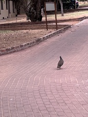 Pternistis natalensis