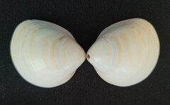 Laevicardium serratum