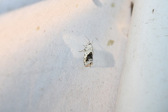 Ponometia erastrioides