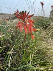 Aloe chortolirioides