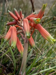Aloe chortolirioides