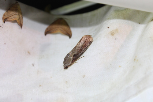 Variable Narrow-wing photo 4