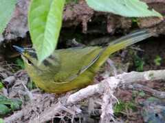 Myiothlypis bivittata