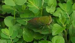 Chremistica ochracea