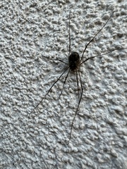 Lacinius dentiger