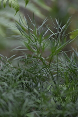 Peucedanum morisonii