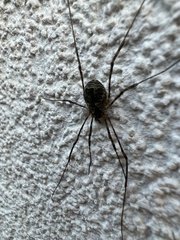Lacinius dentiger
