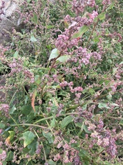 Atriplex prostrata
