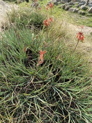 Aloe chortolirioides