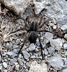 Lycosinae