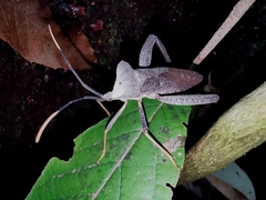 Acanthocephala alata