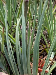 Aloe chortolirioides