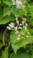 Fallopia