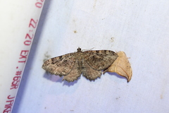 Rheumaptera meadii