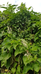 Fallopia