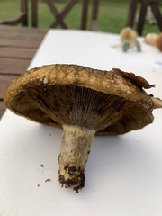 Lactarius turpis