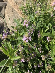 Stachys palustris
