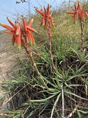 Aloe chortolirioides