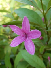 Pseuderanthemum laxiflorum