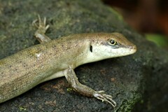 Sphenomorphus striolatus