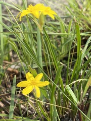 Hypoxis angustifolia