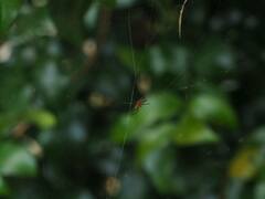 Argyrodes miniaceus
