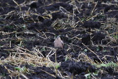 Metriopelia melanoptera