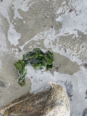 Ulvaceae