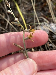 Dipcadi marlothii