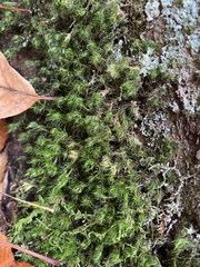 Bartramia pomiformis