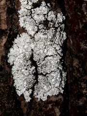 Physconia distorta