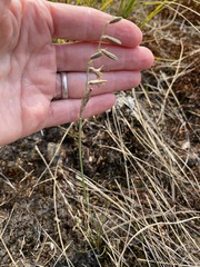 Dipcadi marlothii