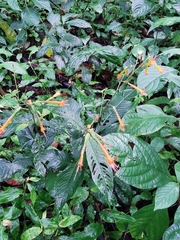 Cuphea appendiculata