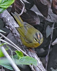 Myiothlypis bivittata