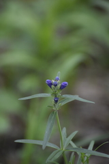 Dracocephalum ruyschiana