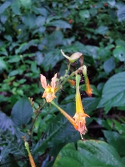 Cuphea appendiculata