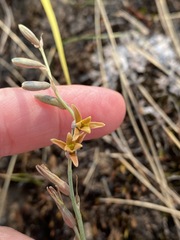 Dipcadi marlothii