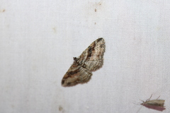 Costaconvexa centrostrigaria