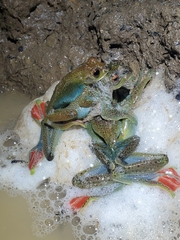 Zhangixalus prominanus