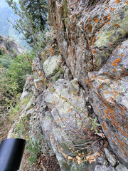 Penstemon platyphyllus