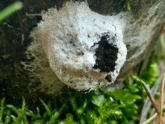 Fuligo septica candida