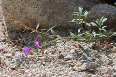 Penstemon platyphyllus