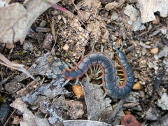Scolopendra laeta
